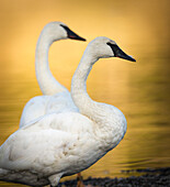 Trumpeter Swans, Cygnus buccinator, reintroduced to the Yellowstone basin, Yellowstone National Park, Wyoming