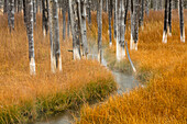Abgestorbene Bäume, die von vulkanischen Heißwasserströmen getötet wurden, Yellowstone-Nationalpark, Wyoming, USA