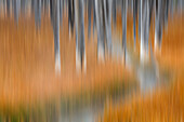 Dead trees killed from volcanic hot streams, Yellowstone National Park, Wyoming, USA, (Digital Pan)