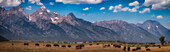 Panorama. Büffelherde mit Grand Teton Mountains im Hintergrund. Grand Teton National Park, Wyoming.
