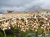 Cod drying on racks to become stockfish in the town of Reine, Moskenesoya in the Lofoten archipelago, Norway, Scandinavia, Europe