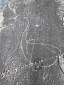 Prehistoric rock carvings, petroglyphs, at Leiknes, showing scenes from hunting, Norway, Scandinavia, Europe