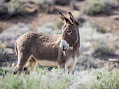 A wild burro near the Mosaic Canyon Trail in Death Valley National Park, California, United States of America, North America