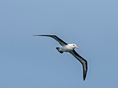 Erwachsener Schwarzbrauenalbatros (Thalassarche melanophris), im Flug in der Lapataya-Bucht, Feuerland, Argentinien, Südamerika