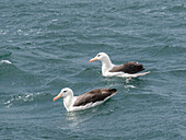Adult black-browed albatrosses (Thalassarche melanophris), on the water in Lapataya Bay, Tierra del Fuego, Argentina, South America
