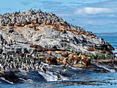 A colony of South American sea lions (Otaria flavescens), on small islets in Lapataya Bay, Tierra del Fuego, Argentina, South America