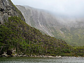 View of a waterfall and the Notofagus forest in Caleta Capitan Canepa, Isla Estado (Isla De Los Estados), Argentina, South America