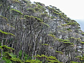 Blick auf den Notofagus-Wald in der Caleta Capitan Canepa, Isla Estado (Isla De Los Estados), Argentinien, Südamerika