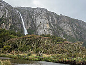 Ein Wasserfall, der zwischen Nothofagus-Buchen von den Bergen herabstürzt, im Karukinka-Naturpark, Chile, Südamerika