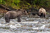 Adult brown bears (Ursus arctos), looking for pink salmon stream in Pavlov Harbor on Chichagof Island, Alaska, United States of America, North America