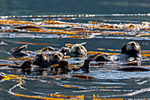 Eine Gruppe von Seeottern (Enhydra lutris), Rafting im Seetang auf den Inian-Inseln, Südost-Alaska, Vereinigte Staaten von Amerika, Nordamerika