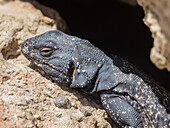 Common chuckwalla (Sauromalus ater), basking in the sun in Red Rock Canyon State Park, California, United States of America, North America