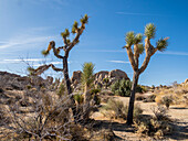 Joshua trees (Yucca brevifolia), amongst weathered rocks in Joshua Tree National Park, California, United States of America, North America