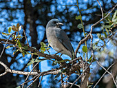 A Mexican jay (Aphelocoma wollweberi), in a tree in the Chiricahua National Monument, Arizona, United States of America, North America