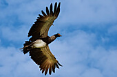 Flying Horned Screamer (Anhima cornuta), Manu National Park cloud forest, Peru, South America