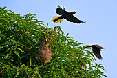 Fliegender Schopftaubenvogel (Psarocolius decumanus) über Nistplatz, Manu-Nationalpark, Peruanischer Amazonas, Peru, Südamerika