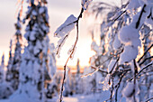 Nahaufnahme von mit Schnee bedeckten Baumzweigen bei Sonnenaufgang, Lappland, Finnland, Europa