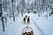 Dog sledding in the Arctic forest covered with snow in winter, Lapland, Finland, Europe