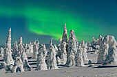 Aurora borealis over ice sculptures in Finnish Lapland, Riisitunturi National Park, Posio, Lapland, Finland, Europe