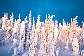 Gefrorene verschneite Fichten in der Winterdämmerung, Riisitunturi-Nationalpark, Posio, Lappland, Finnland, Europa