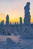 Hohe, schneebedeckte Bäume im gefrorenen arktischen Wald in der Morgendämmerung, Riisitunturi-Nationalpark, Posio, Lappland, Finnland, Europa