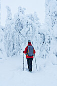 Rückansicht einer Frau mit Skistöcken bei einem Spaziergang in der verschneiten Winterlandschaft von Finnisch-Lappland, Finnland, Europa