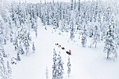High angle view of dog sled in the white snowy forest, Lapland, Finland, Europe