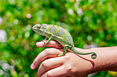 Colorful chameleon resting on a little boy's hand, Zanzibar, Tanzania, East Africa, Africa