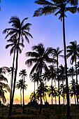 Silhouettes of palm trees under the romantic sky at dawn, Zanzibar, Tanzania, East Africa, Africa