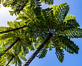 Fern tree, Botanical garden, Norfolk Island, Australia, Pacific