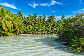 Palmenhain direkt an der Lagune, Cocos (Keeling)-Inseln, Australisches Territorium im Indischen Ozean, Australien, Indischer Ozean