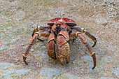 Giant robber crab, Christmas island, Australia, Indian Ocean