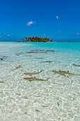 Black tipped reef sharks in the Blue Lagoon, Rangiroa atoll, Tuamotus, French Polynesia, South Pacific, Pacific