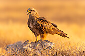 Black Kite (Milvus migrans) calling, Toledo, Castilla-La Mancha, Spain, Europe