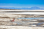 Flamingos in den Uyuni-Salzwiesen, Bolivien, Südamerika