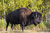 Wild plains bison grazing at the edge of the forest in autumn, Elk Island National Park, Alberta, Canada, North America