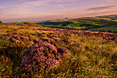 Sommerliche Aussicht auf Shutlinsloe mit Heidekraut, Wildboarclough, Cheshire, England, Vereinigtes Königreich, Europa