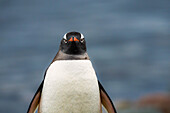 A portrait of a Gentoo penguin (Pygoscelis Papua), in the Antarctic Peninsula, Antarctica, Polar Regions