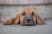 Sleepy Broholmer dog breed puppy laying on the ground, Italy, Europe