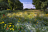 Eine schöne Wildblumenwiese im Sommer, nahe Tarvin, Cheshire, England, Vereinigtes Königreich, Europa