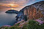 Wildblumen auf den Klippen oberhalb des South Stack-Leuchtturms bei Sonnenuntergang, South Stack, Anglesey, Nordwales, Vereinigtes Königreich, Europa