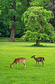 Fallow deer (Dama dama) grazing in Zamecky Park of Blatna Castle, Blatna, South Bohemian Region, Czech Republic (Czechia), Europe