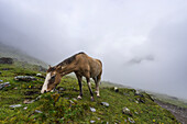 Pferd am Soraypampa-Campingplatz bei nebligem Wetter, Salkantay-Trek, Mollepata, Die Anden, Cusco, Peru, Südamerika