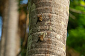 Rüsselfledermäuse (Rhynchonycteris Naso) auf einem Baum, Sandoval-See, Tambopata, Puerto Maldonado, Madre de Dios, Peru, Südamerika