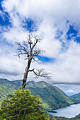Tree and Tinquilco lake, Huerquehue National Park, Pucon, Chile, South America