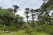 Blick auf den Affenpuzzle-Baum (Araucaria araucana), Huerquehue-Nationalpark, Pucon, Chile, Südamerika