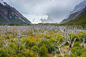 Kahle Bäume im Tal, das zur Laguna Torre führt, Nationalpark Los Glaciares, UNESCO-Welterbe, El Chalten, Argentinien, Südamerika