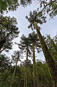 Low angle view of monkey puzzle tree (Araucaria araucana), Huerquehue National Park, Pucon, Chile, South America