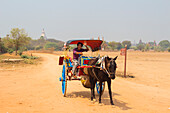 Horse cart driver waving at camera, Bagan, Myanmar (Burma), Asia