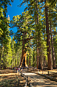 Famous giant sequoia tree named Grizzly Giant, Mariposa Grove, Yosemite National Park, UNESCO World Heritage Site, California, United States of America, North America